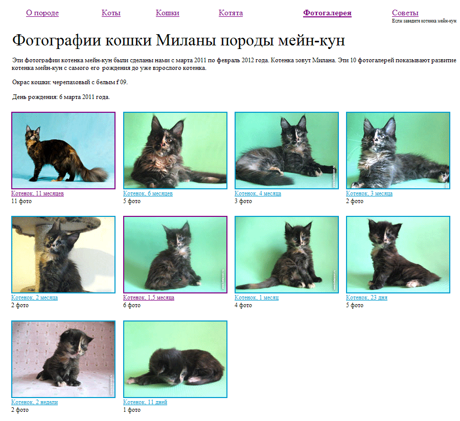 Фотографии кошки Миланы породы мейн-кун